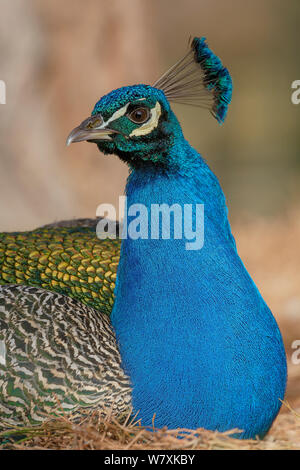 Männliche indische Pfau (Pavo cristatus) Portrait. Kew Gardens, England, UK. März. Stockfoto