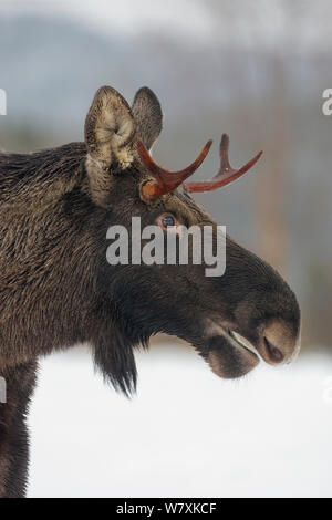 Jungstier Elch (Alces alces) stehen im Schnee, Nahaufnahme portrait. Nord-Trondelag, Norwegen. Dezember. Stockfoto