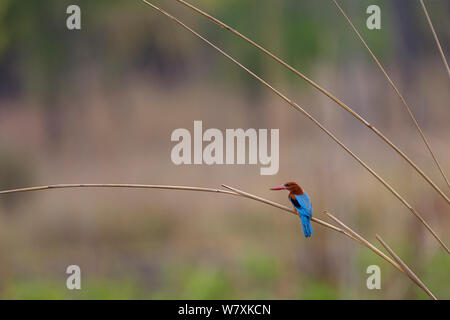 White-throated/breasted Kingfisher (Halcyon smyrnensis). Bandhavgarh Nationalpark, Indien. März. Stockfoto