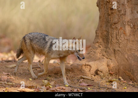 Golden Schakal (Canis aureus) wandern. Bandhavgarh Nationalpark, Indien. März. Stockfoto