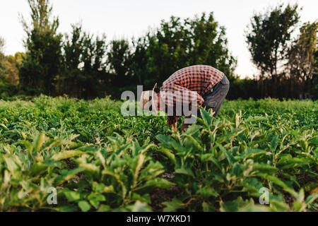 Junge Landwirt Mann mit Hut, die in seinem Gebiet Stockfoto