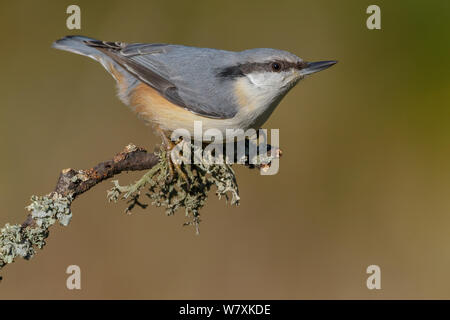 Europäische Kleiber Sitta europaea}{thront auf Flechten bedeckt. Südliches Norwegen. September. Stockfoto