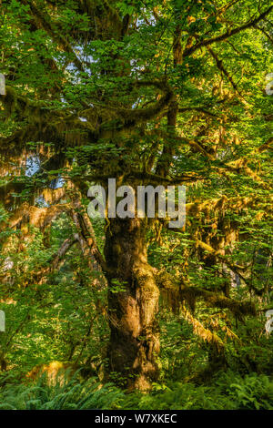 Bigleaf Ahorne (Acer macrophyllum), Fichte Nature Trail, Hoh Regenwald, Olympic National Park, Washington State, USA Stockfoto