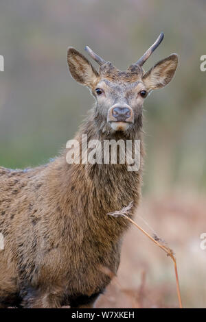 Junge Rothirsch (Cervus elaphus) Rothirsch/spiker neugierig an Fotografen suchen. Close-up von Kopf und Schultern, Portrait. Richmond Park, London, England, UK. Dezember. Stockfoto