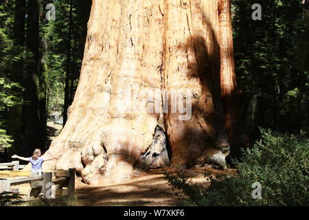 Der General Sherman. GIANT SEQUOIA BAUM. Dies ist der grösste Baum auf der Erde, Foto aufgenommen am 27. SEPTEMBER 2019 IN DEN SEQUOIA NATIONAL PARK 9 OOO Meter über dem Meeresspiegel. Volumen ES IST DIE GRÖSSTE bekannte Leben einzelner Stammbaum. GIANT SEQUOIA. Der grösste Baum der Welt. 102 Fuß [31.3] Umfang, an Boden. 36 FUSS [11.1 M] Durchmesser an der Basis. Wissenschaftliche. Art Namen sequoiadendron giganteum. Stockfoto