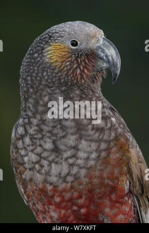 North Island Kaka (Nestor meridionalis Septentrionalis). Close-up Portrait. Kapiti Island, North Island, Neuseeland. Juli. Gefährdete Arten. Stockfoto