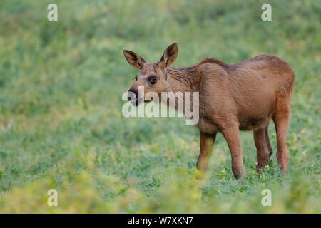 Elch Kalb (Alces alces) Ernährung in Erbse Feld/Zuschneiden, am späten Abend. Südliches Norwegen. August. Stockfoto