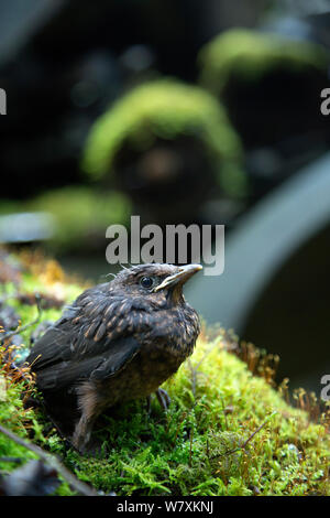 Amsel (Turdus Merula) Küken auf altes Auto, Bastnas Auto Friedhof, Värmland, Schweden, Juli. Stockfoto