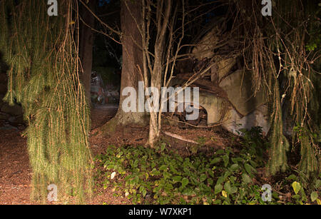 Alte verrostete Autos in 'auto Friedhof bei Nacht, Bastnas, Schweden, Juli. Stockfoto