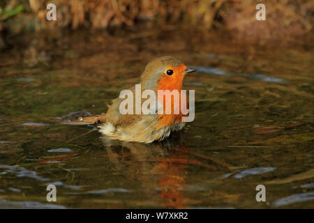 Robin (Erithacus Rubecula) Baden in Woodland Pool. Warwickshire, UK, August. Stockfoto