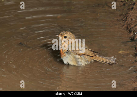 Robin (Erithacus Rubecula) Kinder baden in Woodland Pool. Warwickshire, Großbritannien, Juli. Stockfoto