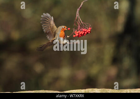 Robin (Erithacus Rubecula) Beeren, die im Flug, Warwickshire, Großbritannien, Februar. Stockfoto