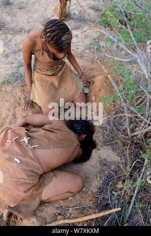 Naro San Frauen graben tief in den Sand auf die Wurzel einer Pflanze, die kombrua ist Durstlöscher und nahrhaft zu erhalten. Kalahari, Ghanzi region, Botswana, Afrika. Trockene Jahreszeit, Oktober 2014. Stockfoto