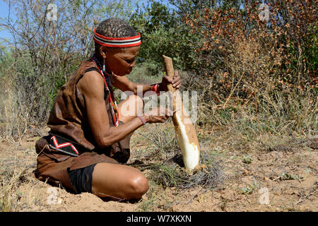 Naro San Frau im Busch, Peeling die Wurzel eines kombrua Pflanze, die nahrhaft ist und Durstlöscher. Kalahari, Ghanzi region, Botswana, Afrika. Trockene Jahreszeit, Oktober 2014. Stockfoto