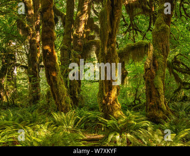 Bigleaf Ahorne (Acer macrophyllum), Maple Grove in der Halle des Mose Trail, Hoh Regenwald, Olympic National Park, Washington State, USA Stockfoto