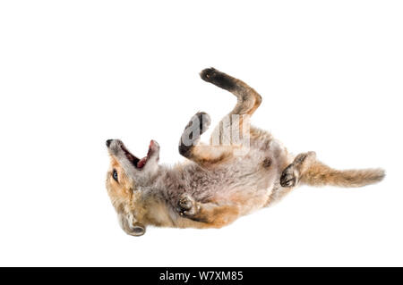 Red Fox (Vulpes vulpes) Waisenkind in Rehabilitation, auf Zurückrollen, südlichen Appalachians, South Carolina, USA, April. Meetyourneighbors.net Projekt Stockfoto