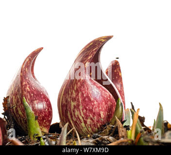 Skunk Cabbage (Symplocarpus Purpurascens) südlichen Appalachians, North Carolina, United States, Februar. Meetyourneighbors.net Projekt Stockfoto