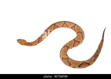 Südliche Copperhead (Agkistrodon contortrix contortrix) im Bayou Feuchtgebiete, Jean Lafitte National Park, Louisiana, USA, Mai. Meetyourneighbors.net Projekt Stockfoto