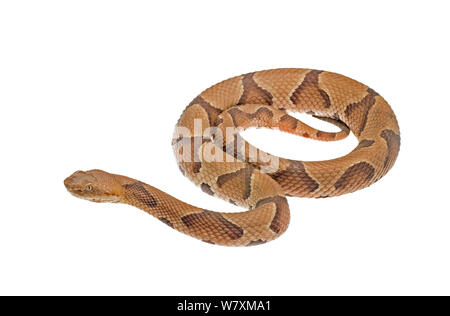 Südliche Copperhead (Agkistrodon contortrix contortrix) im Bayou Feuchtgebiete, Jean Lafitte National Park, Louisiana, USA, Mai. Meetyourneighbors.net Projekt Stockfoto