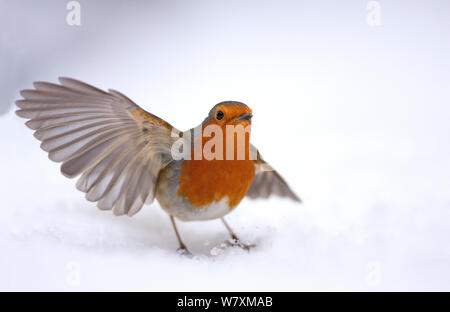 Robin (Erithacus Rubecula) weg vom Schnee, Hampstead Heath, London, UK, Januar. Stockfoto