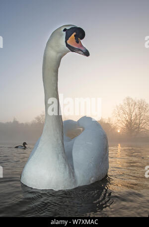 Höckerschwan (Cygnus olor) bei Sonnenaufgang, Highgate Ponds, Hampstead Heath, London, UK, März. Stockfoto