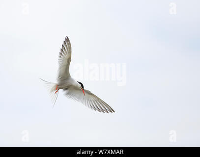 Flussseeschwalbe (Sterna hirundo) im Flug, Hampstead Heath, London, Großbritannien, Juli. Stockfoto