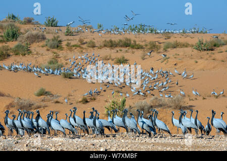 Demoiselle Krane (Anthropoides virgo) Bei überwinternden Ort, Wüste Thar, auf Sand dune, Rajasthan, Indien. Stockfoto