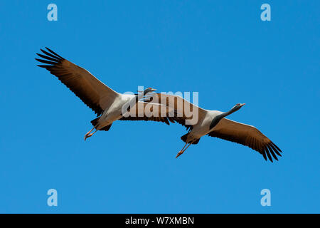 Demoiselle Krane (Anthropoides virgo) im Flug, Indien. Stockfoto