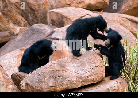 Faultiere (Melursus ursinus) alter Mann beobachten, spielen, kämpfen, subadults Karnatka, Indien. Stockfoto