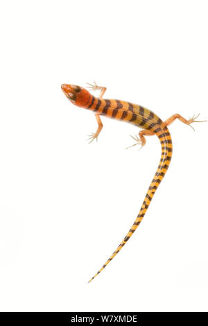 Breite - banded Sand Schwimmer Skink (Eremiascincus richardsonii) plutonischen Gold Mine, meekatharra Shire, Gascoyne Bioregion, Western Australia. Meetyourneighbtous.net Projekt Stockfoto