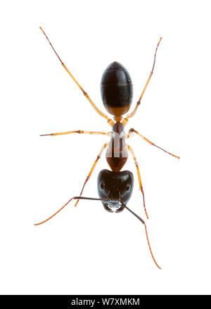 Gebänderte Zucker Ant (Camponotus consobrinus) Halls Gap, Northern Grampians Shire, Victoria, Australien. Meetyourneighbtous.net Projekt Stockfoto