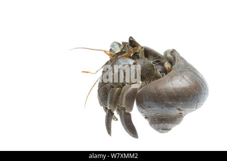 Indonesische Einsiedlerkrebs (Coenobita sp) Bali, Indonesien. Meetyourneighbtous.net Projekt Stockfoto