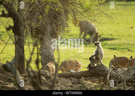Northern Plains grau Langur (Semnopithecus Entellus) unter Spotted Deer sitzen (Achse). Ranthambore Nationalpark, Indien. Stockfoto