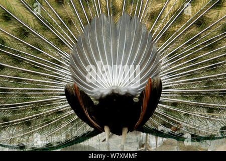 Männliche indische Pfau (Pavo cristatus) Anzeige Schwanzfedern, Ansicht von hinten. Ranthambore Nationalpark, Indien. Stockfoto