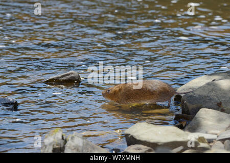 In Gefangenschaft aufgezogen Wasser vole (Arvicola amphibius) Eingabe River nach Aus soft release Käfig nach akklimatisierung am Ufer des Flusses, in der Nähe von Bude, Cornwall, UK, Juni 2014. Stockfoto