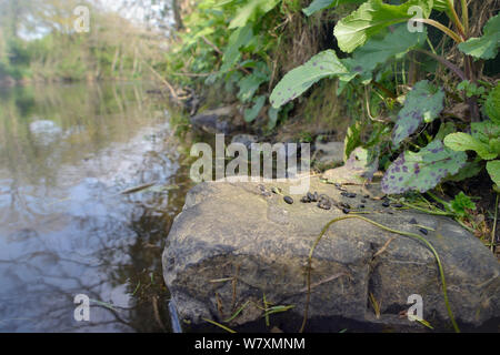 Frischer Kot von Wasser vole (Arvicola amphibius) auf latrine Rock angrenzenden kleinen See, während der Umfrage für Anzeichen von Wasser vole Aktivität, in der Nähe von Bude, Cornwall, UK, April gefunden. Stockfoto