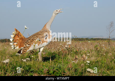 Geringe Weitwinkel Nahaufnahme eines erwachsenen männlichen Großtrappe (Otis tarda), mit einem anderen fliegen in den Hintergrund. Teil der Wiedereinführung Projekt der Vögel aus Russland. Salisbury, Wiltshire, UK, September. Stockfoto