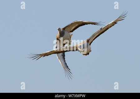 Kopf auf Sicht von zwei erwachsenen Männchen große Trappen (Otis tarda) im Flug, mit dem Lead Vogel ruft. Teil der Wiedereinführung Projekt der Vögel aus Russland, Salisbury, Wiltshire, UK, September. Stockfoto