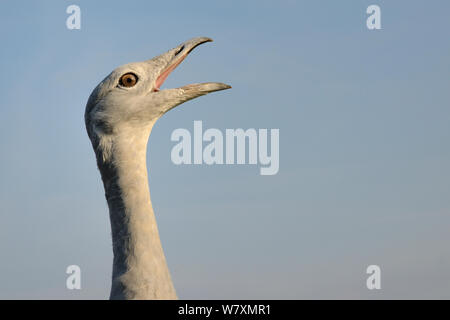 Nahaufnahme eines erwachsenen männlichen Großtrappe (Otis tarda) anruft. Teil der Wiedereinführung Projekt der Vögel aus Russland, Salisbury, Wiltshire, UK, September. Stockfoto