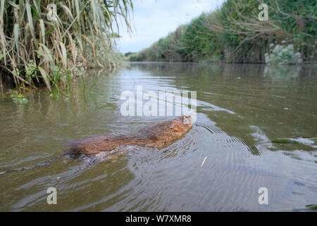 Geringe breite Betrachtungswinkel von in Gefangenschaft aufgezogen Wasser vole (Arvicola amphibius) Schwimmen über den Fluss nach Freigabe während der wiedereinführung, in der Nähe von Bude, Cornwall, UK, Juni. Stockfoto