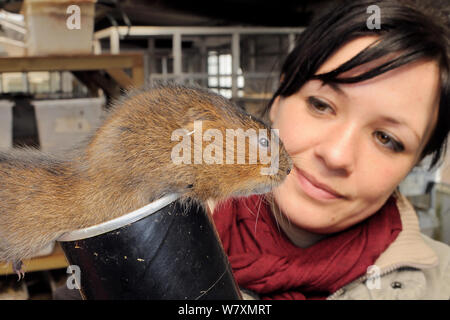 Rebecca Northey Inspektion in Gefangenschaft aufgezogen Wasser vole (Arvicola amphibius) für Zucht Wiedereinführung Projekt zu liefern ausgewählt, Derek Gow Beratung, in der Nähe von Lifton, Devon, UK, März 2014. Model Released. Stockfoto