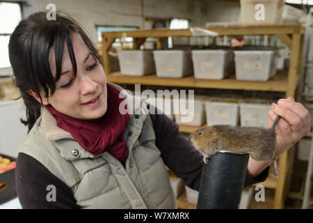 Rebecca Northey Inspektion in Gefangenschaft aufgezogen Wasser vole (Arvicola amphibius) für Zucht Wiedereinführung Projekt zu liefern ausgewählt, Derek Gow Beratung, in der Nähe von Lifton, Devon, UK, März 2014. Model Released. Stockfoto