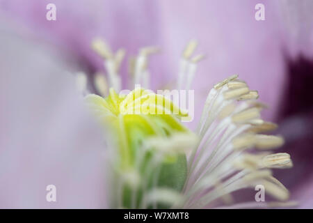 Closeup Detail eines Opium Poppy Flower (Papaver somniferum) Stockfoto