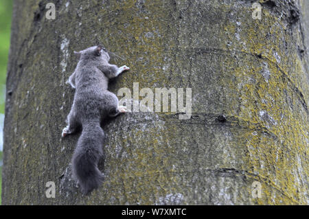 Genießbare/Fat Siebenschläfer (Glis Glis) Festhalten an einem treetrunk in Wäldern, in denen dieses Europäische Arten eingebürgert hat, Buckinghamshire, UK, August. Stockfoto