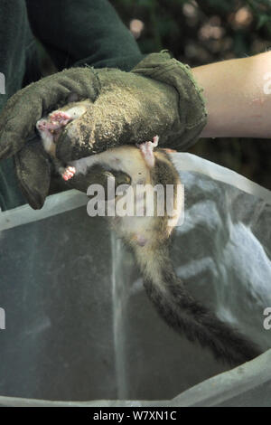 Erwachsene Frau Essbar/Fat Siebenschläfer (Glis Glis), die Mutter von einem grossen Wurf von Jungen und zeigen offensichtliche Sauger, in einem Lederhandschuh während eines Monitoring Projekt in Wäldern, in denen dieses Europäische Arten eingebürgert hat, Buckinghamshire, UK, August, Model Released. Stockfoto