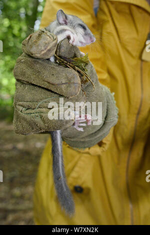 Eine verschlafene junge Essbar/Fat Siebenschläfer (Glis Glis) in einem Lederhandschuh statt, während ein Monitoring Projekt in Wäldern, in denen dieses Europäische Arten eingebürgert hat, Buckinghamshire, UK, August, Model Released. Stockfoto