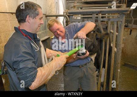 Tierarzt Dewi Jones einfügen einen Schlauch in den Magen eines kranken Holstein friesischen Rind (Bos taurus) durch einen Landwirt gehalten, vor Pumpen Kaffee in zu Verstopfung, Gloucestershire, UK, September 2014. Model Released. Stockfoto