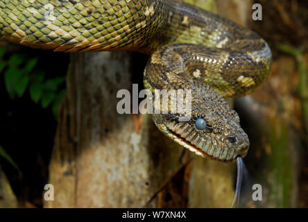 Madagaskar Boa (Sanzinia madagascariensis) mit den Augen glasig vor der Häutung, Ranomafana Nationalpark, Madagaskar. Stockfoto