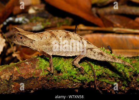 Stumpf-tailed Blatt Chameleon (Brookesia superciliaris) Ranomafana Nationalpark, Madagaskar. Stockfoto