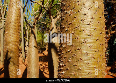 Stachelige Baumstamm (Pachypodium sp) Berenty Reserve, Madagaskar. Stockfoto